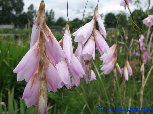 Dierama latifolium